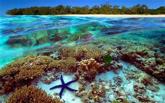 Picture 1 of Australia strives to protect the world's largest coral reef