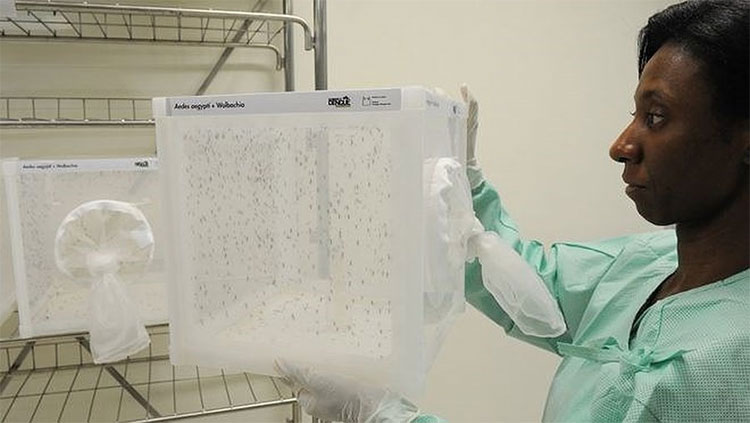 Picture 1 of Australia successfully released special mosquitoes that can prevent dengue outbreaks