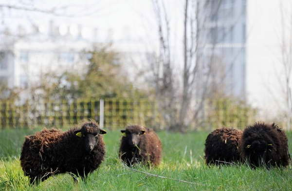 Picture 1 of Australia: Superfoods increase the quality of cattle meat