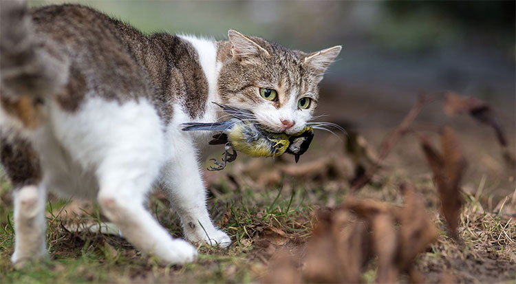 Picture 1 of Australia will drop poisoned sausages to kill millions of wild cats