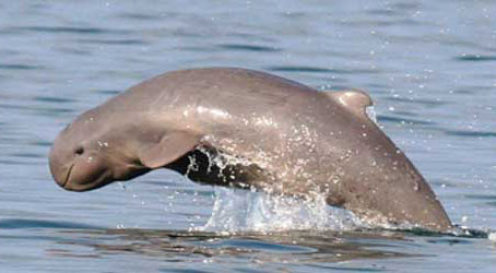 Picture 1 of Australia worries that rare dolphin species disappear