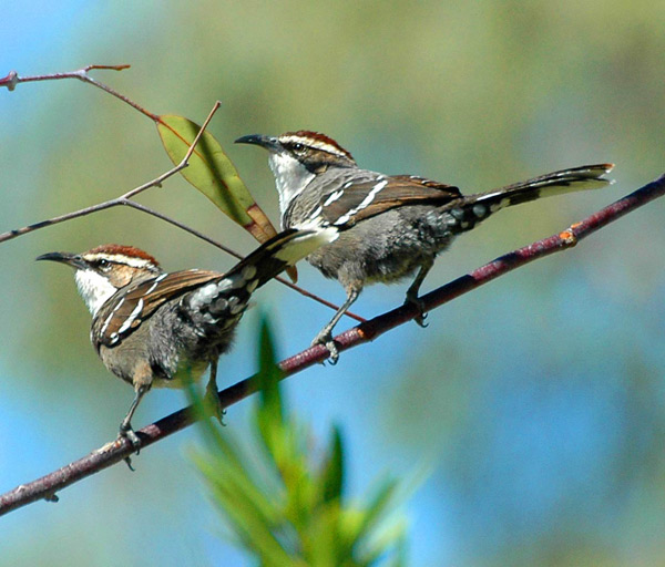 Picture 1 of Australian Babbler can arrange sounds to transmit messages like people