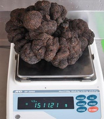Picture 2 of Australian farmers can dig mushrooms