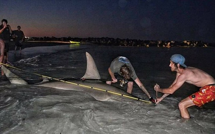 Picture 3 of Australian fishermen get the world's most