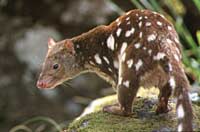 Australian marsupials communicate through ... feces images 1