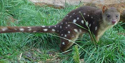 Australian marsupials communicate through ... feces images 2