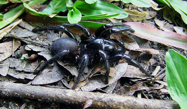Picture 1 of Australian spider venom works to destroy tumors