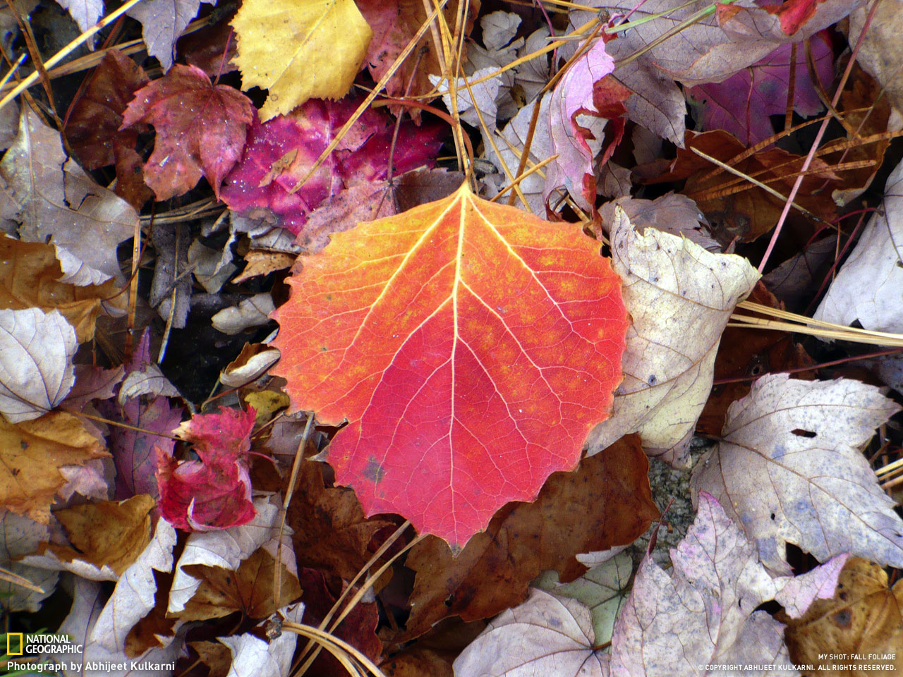 Picture 10 of Autumn leaves