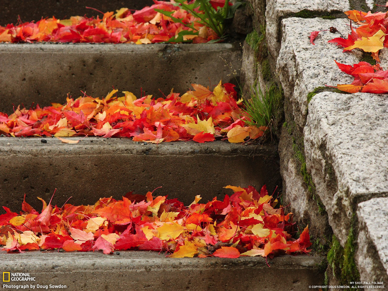 Picture 11 of Autumn leaves
