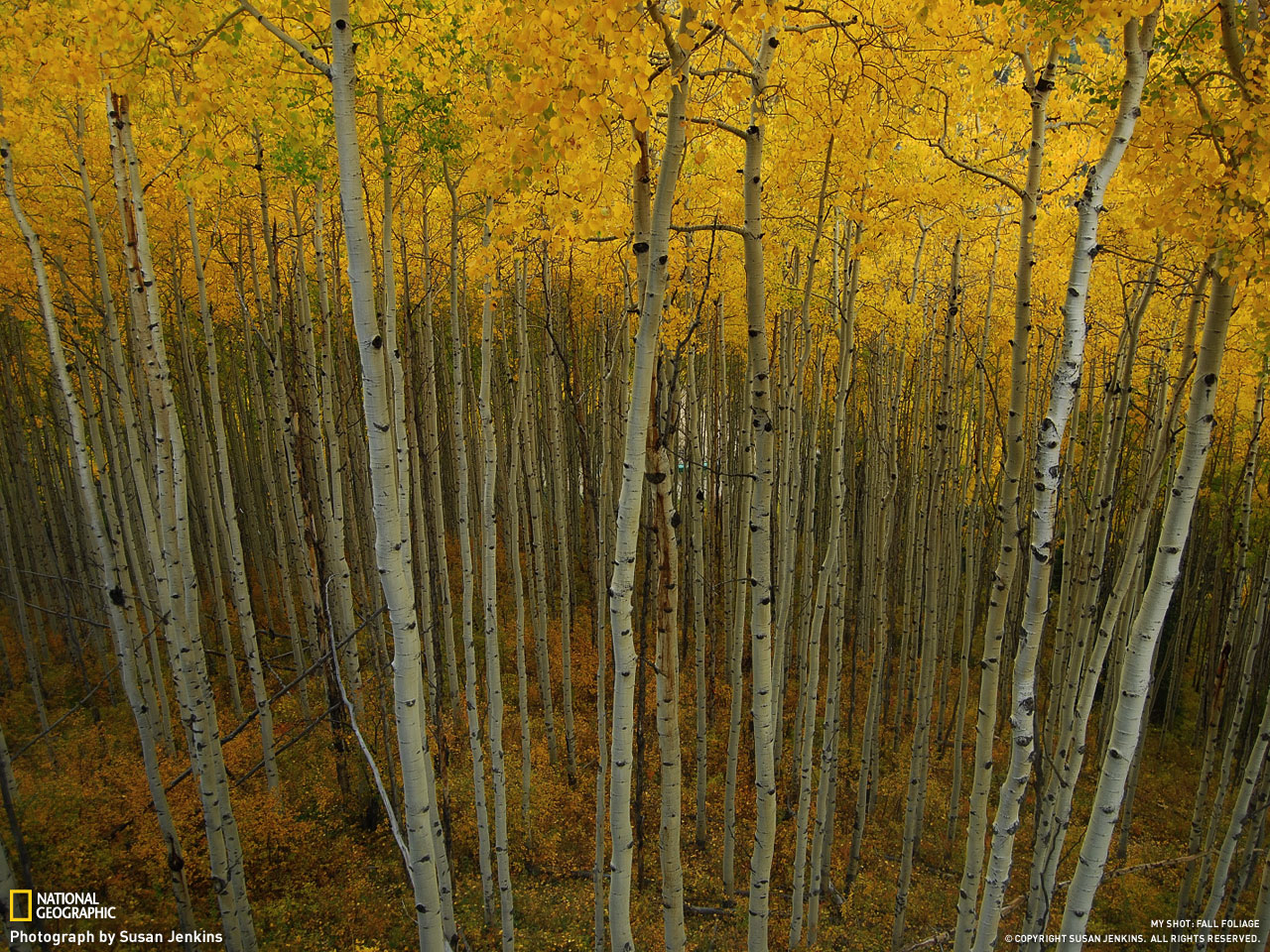Picture 12 of Autumn leaves