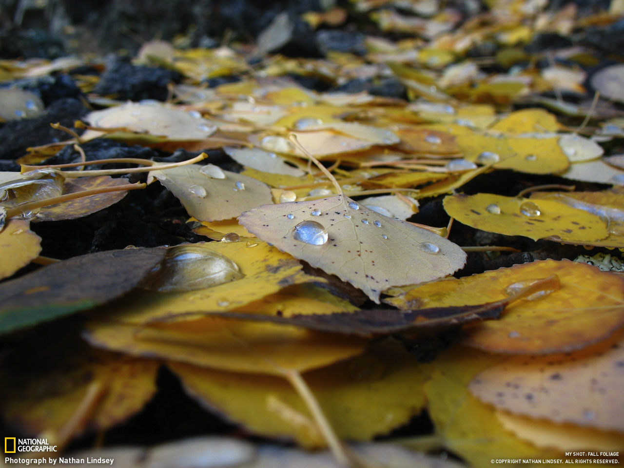Picture 13 of Autumn leaves