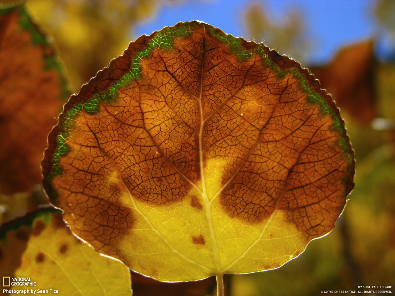 Picture 14 of Autumn leaves