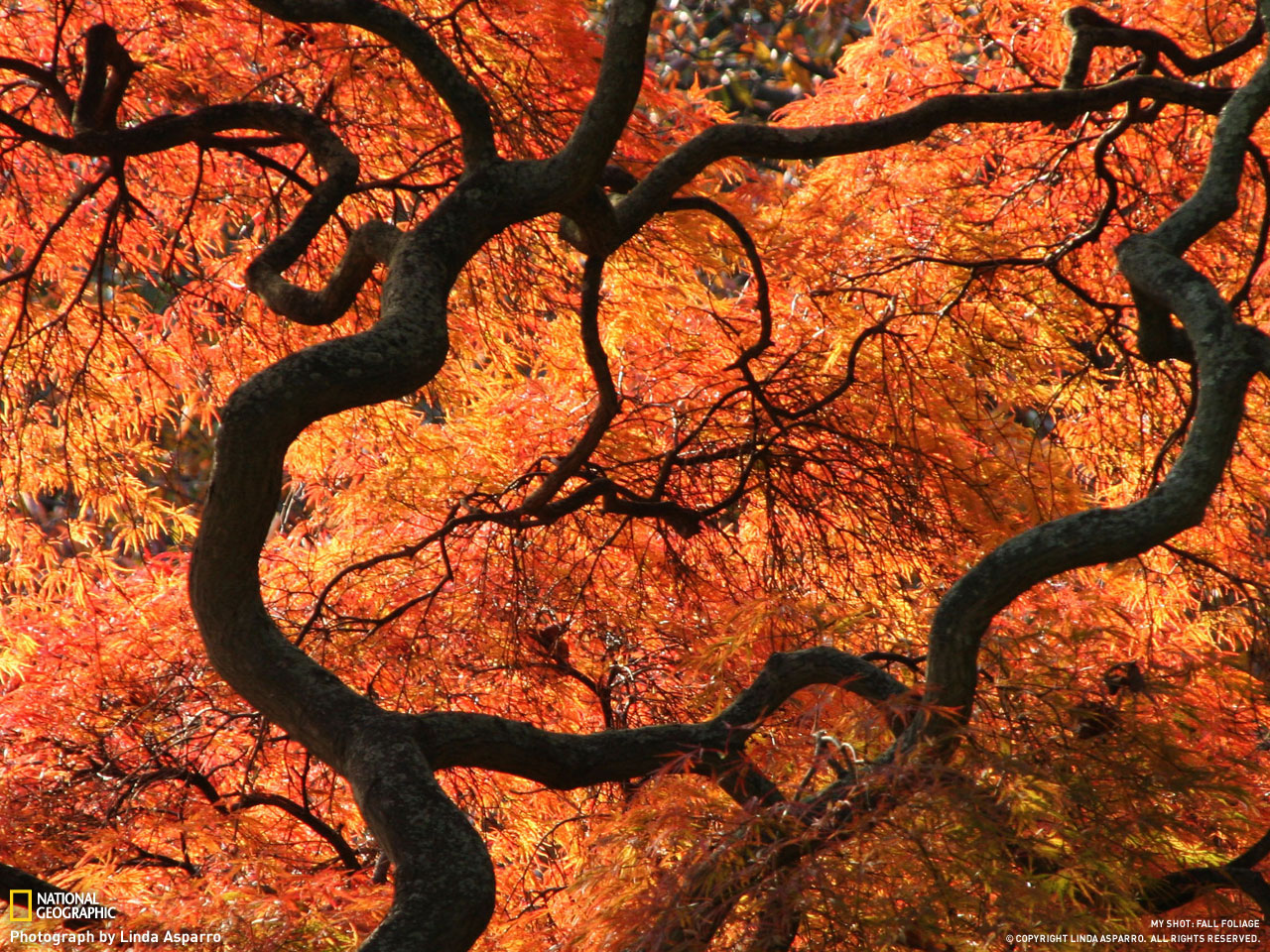 Picture 15 of Autumn leaves