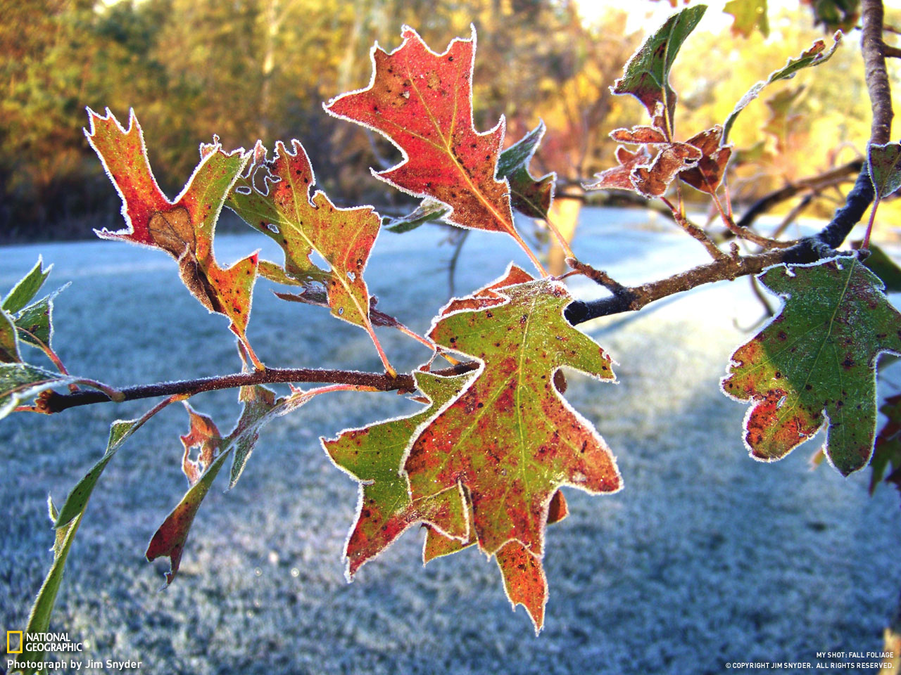 Picture 16 of Autumn leaves