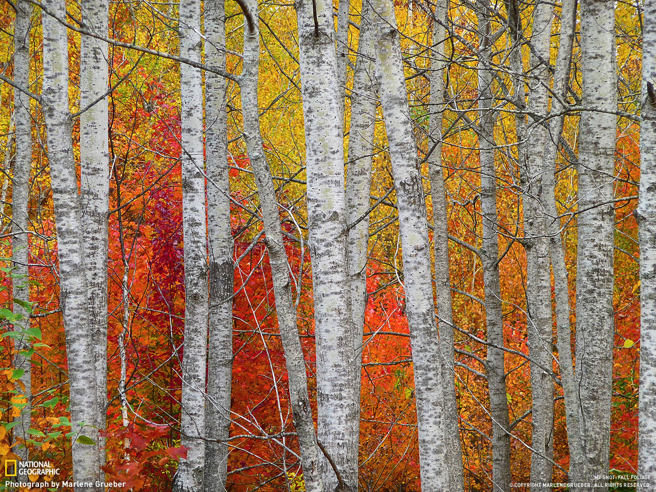 Picture 17 of Autumn leaves