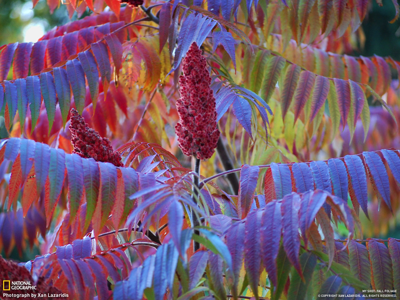 Picture 18 of Autumn leaves