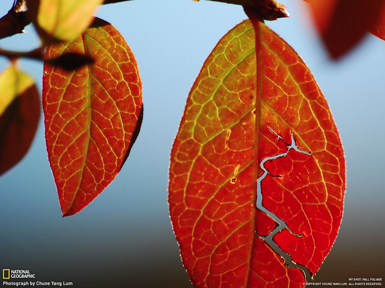 Picture 2 of Autumn leaves