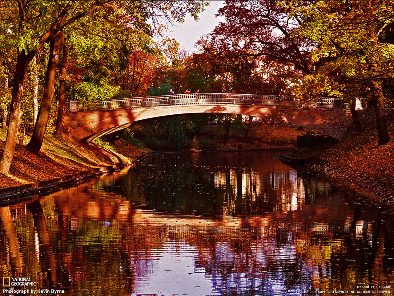 Picture 3 of Autumn leaves