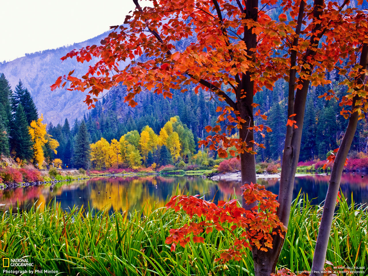 Picture 5 of Autumn leaves