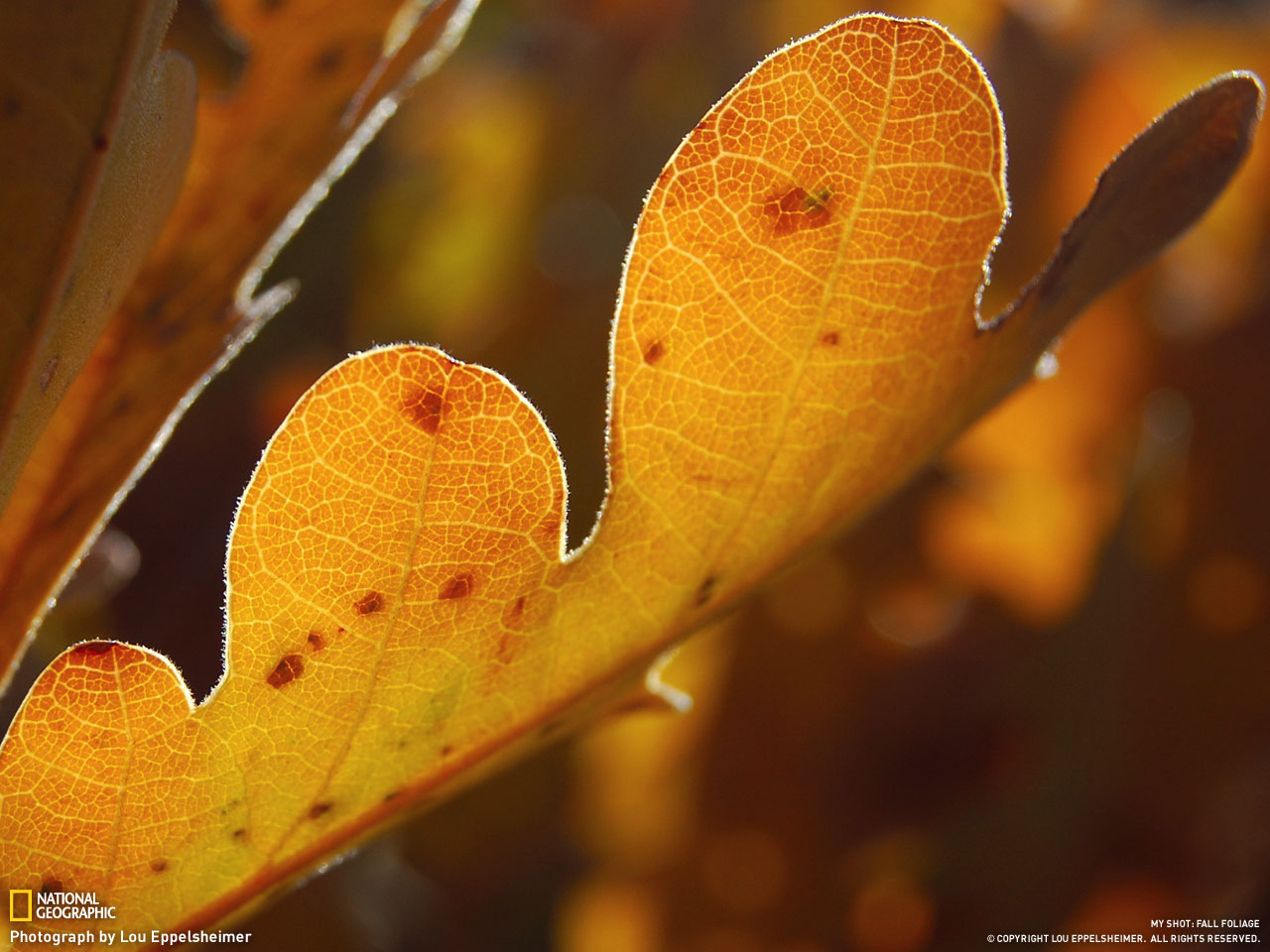 Picture 8 of Autumn leaves