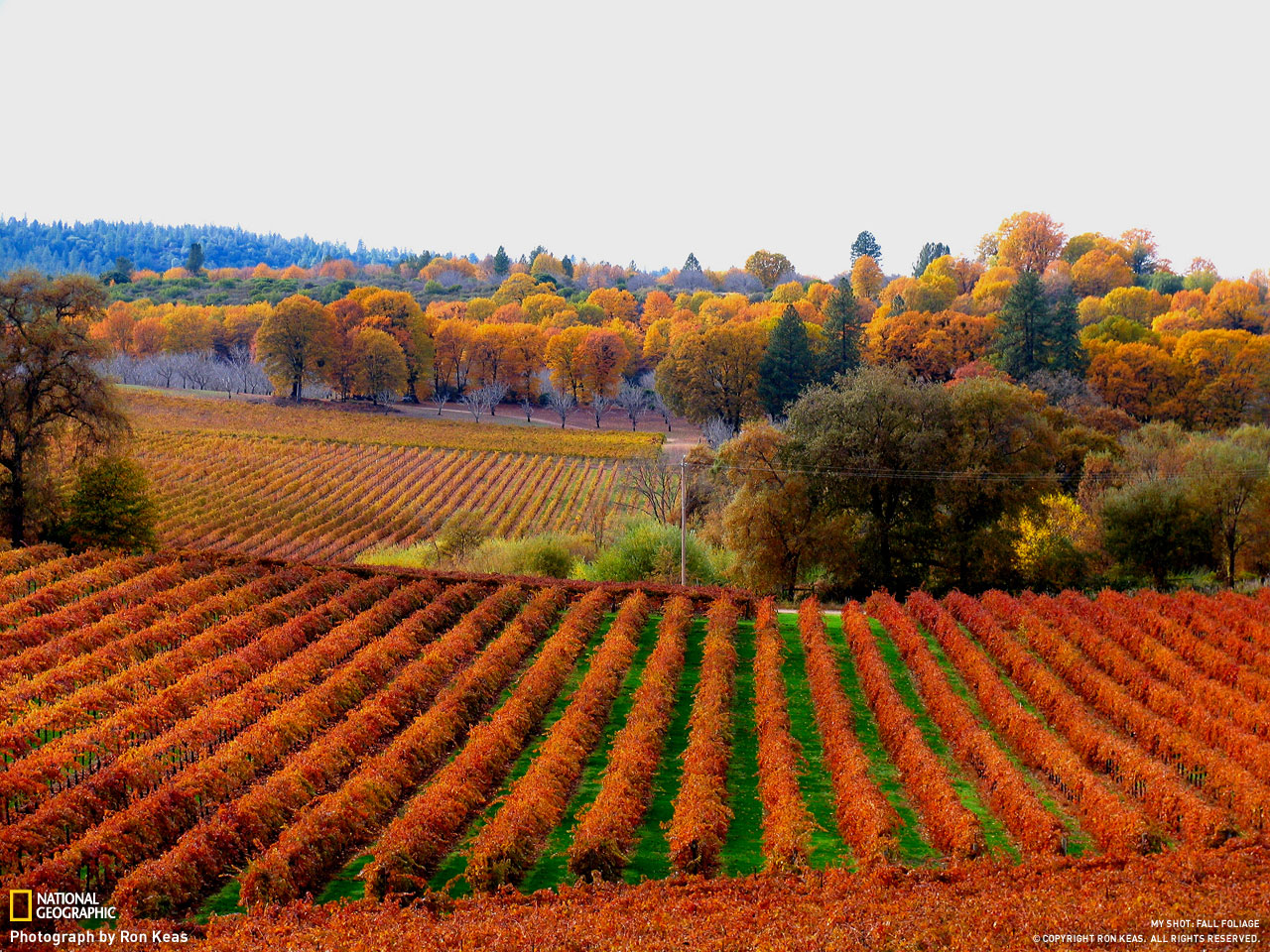 Picture 9 of Autumn leaves
