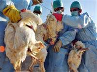 Picture 1 of Avian flu: continues to spread