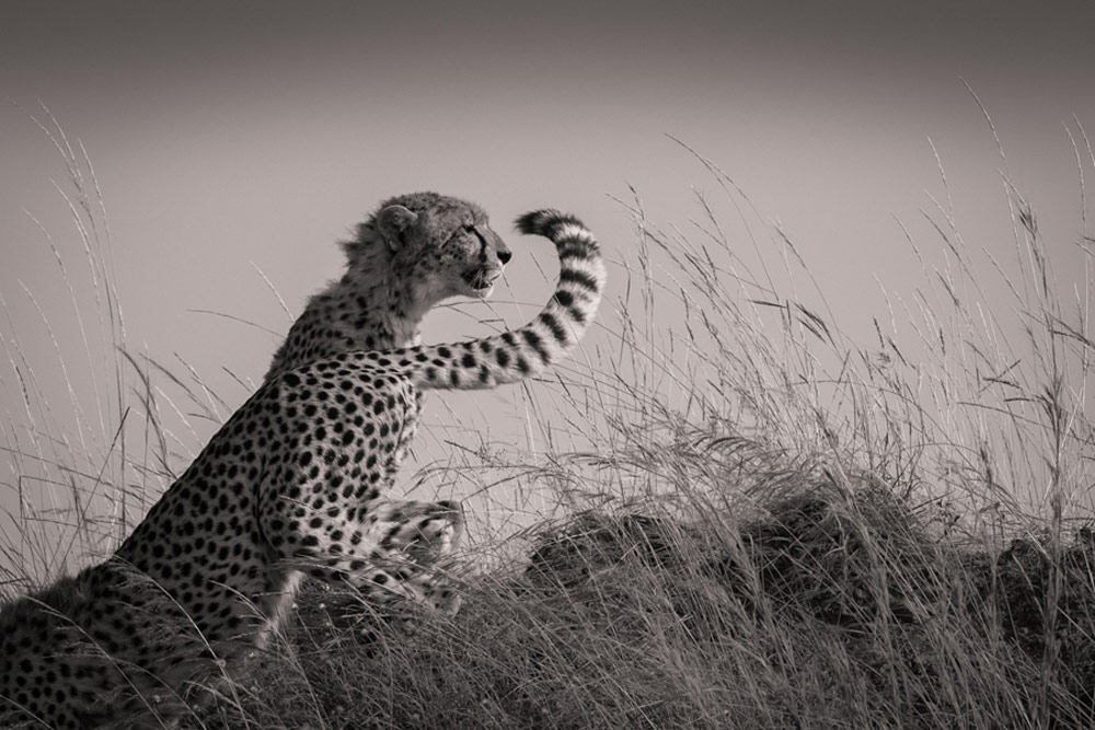 Picture 6 of Award-winning photos of National Geographic Photo Contest 2015