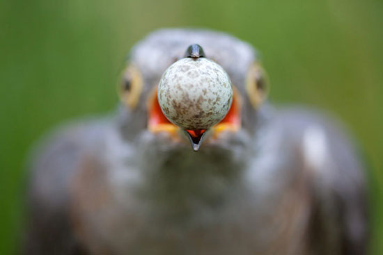 Picture 3 of Award-winning sardines, dragonflies' Photos of wild nature