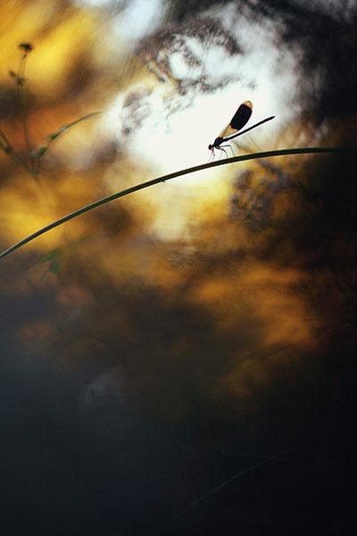 Picture 7 of Award-winning sardines, dragonflies' Photos of wild nature