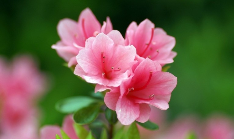 Picture 2 of Azaleas - Poisonous flowers cure many diseases