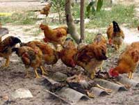 Picture 2 of Ba Ria - Vung Tau: Chicken begins to die mass!