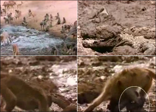 Picture 1 of Baboons escape crocodile jaws