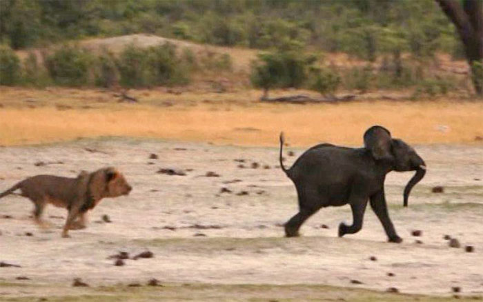 Picture 1 of Baby elephants stray into good prey for lions
