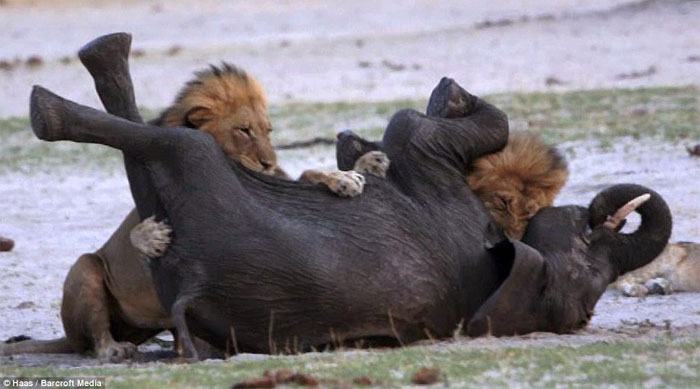 Picture 10 of Baby elephants stray into good prey for lions