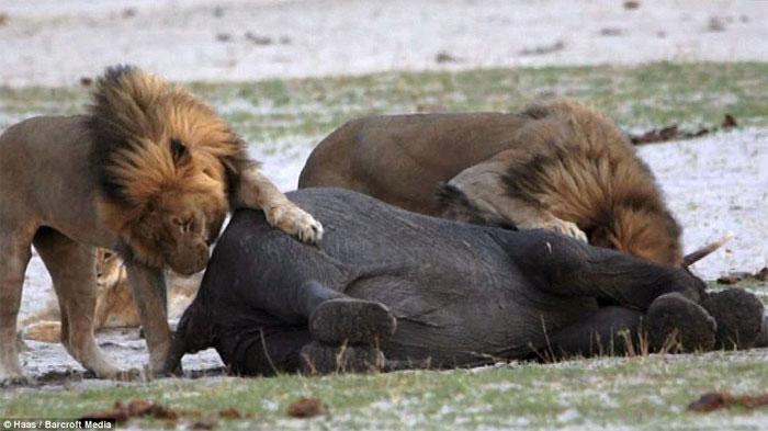 Picture 11 of Baby elephants stray into good prey for lions