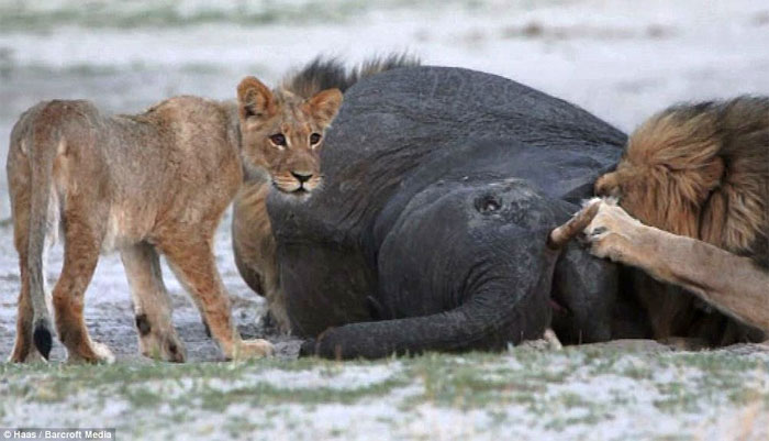 Picture 12 of Baby elephants stray into good prey for lions