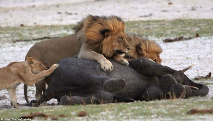 Picture 13 of Baby elephants stray into good prey for lions