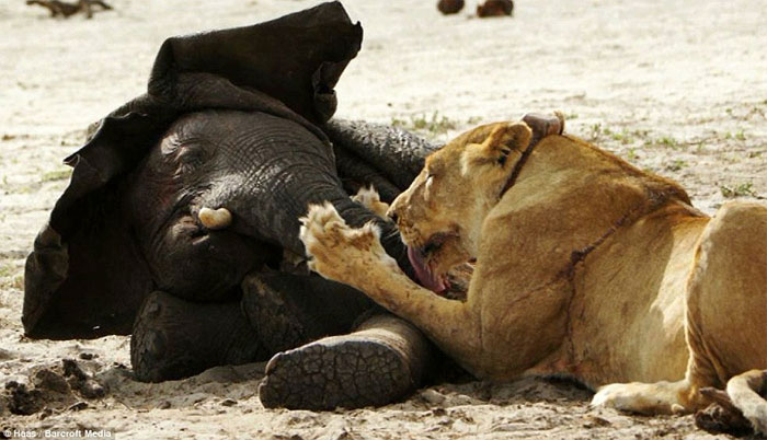 Picture 14 of Baby elephants stray into good prey for lions