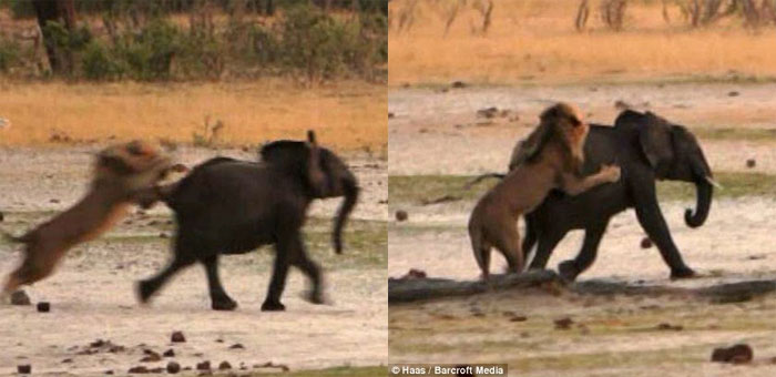 Picture 2 of Baby elephants stray into good prey for lions