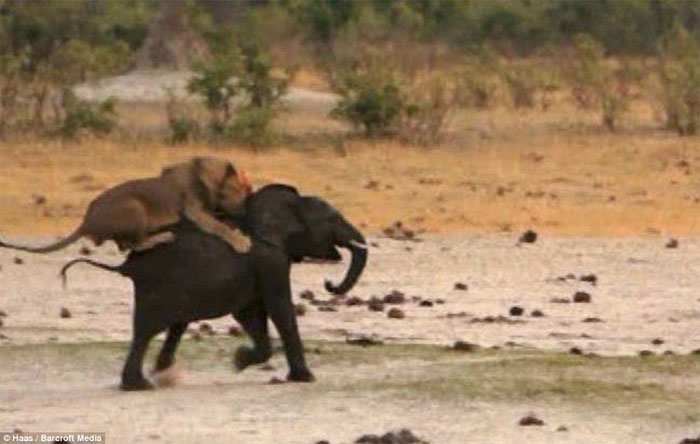 Picture 3 of Baby elephants stray into good prey for lions