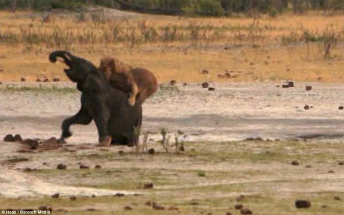 Picture 4 of Baby elephants stray into good prey for lions
