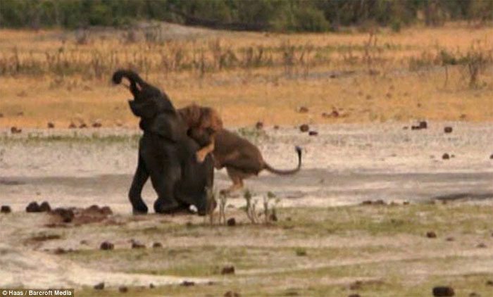 Picture 5 of Baby elephants stray into good prey for lions