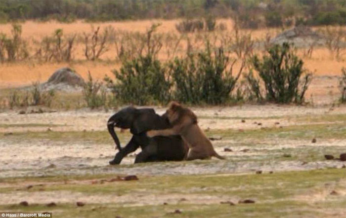 Picture 6 of Baby elephants stray into good prey for lions