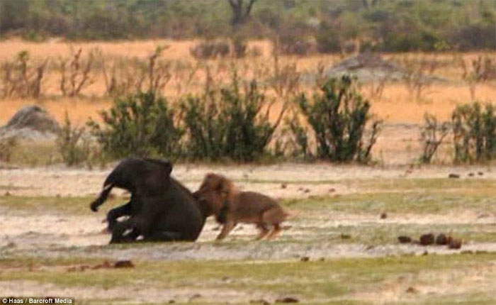 Picture 7 of Baby elephants stray into good prey for lions