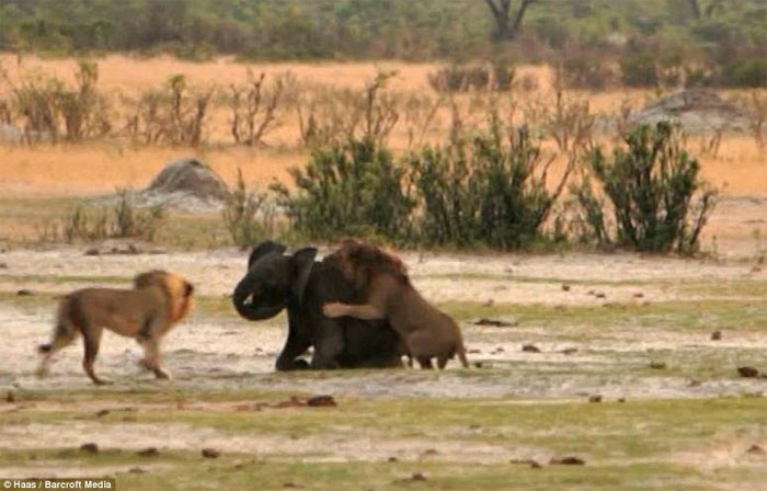 Picture 8 of Baby elephants stray into good prey for lions