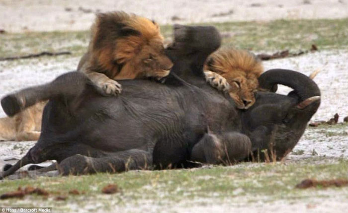 Picture 9 of Baby elephants stray into good prey for lions