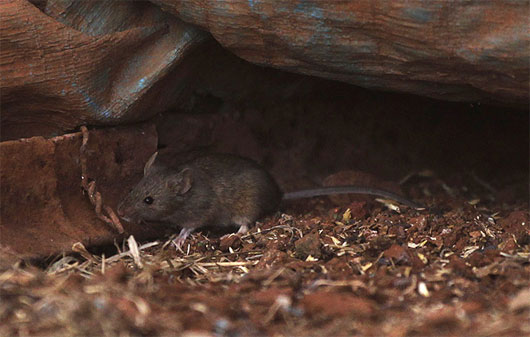 Picture 1 of Baby mouse tears restrain old mice
