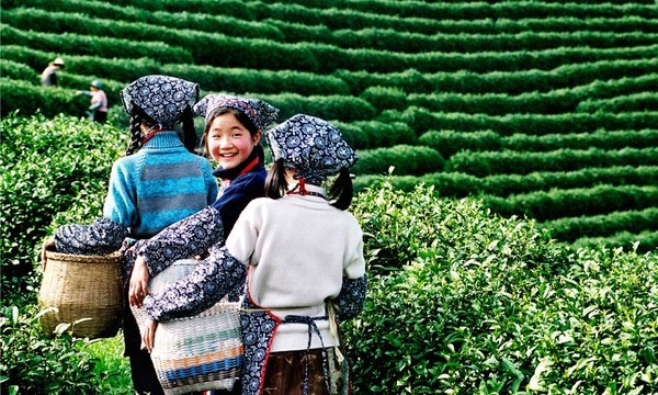 Picture 1 of Back in history, learn about the origin of tea