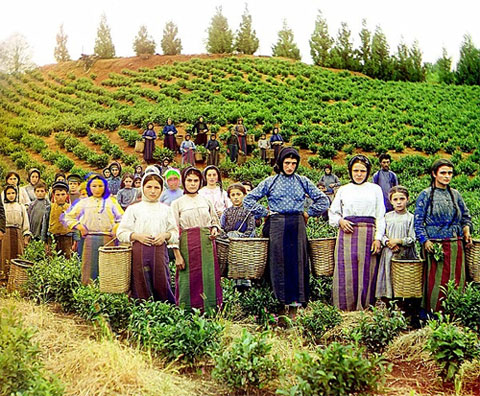 Picture 11 of Back in history, learn about the origin of tea