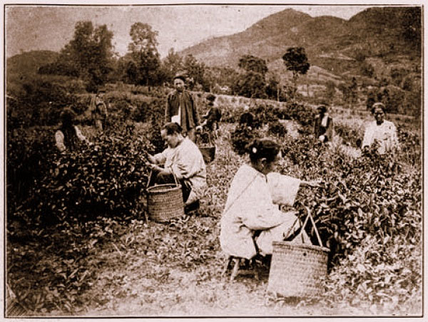 Picture 2 of Back in history, learn about the origin of tea